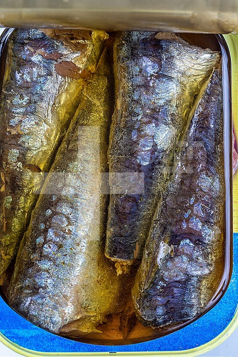 Fish sardine