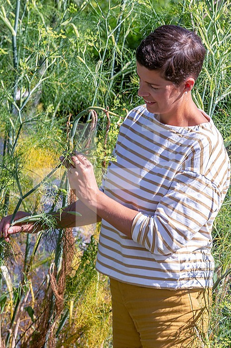 Young woman picking a branch of fennel in bloom
