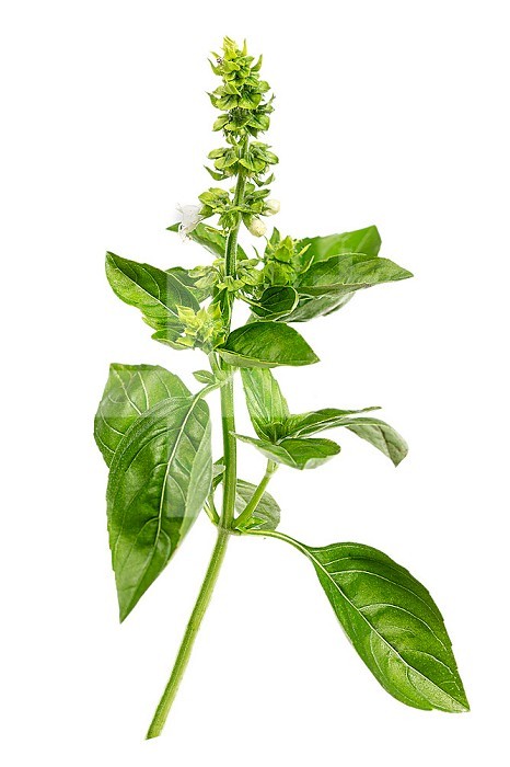 Ocimum basilicum or basil, a culinary herb from the Lamiaceae family.