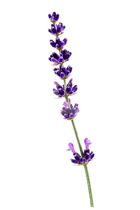 Isolated lavender flowers for medicine, cooking and perfumes.
