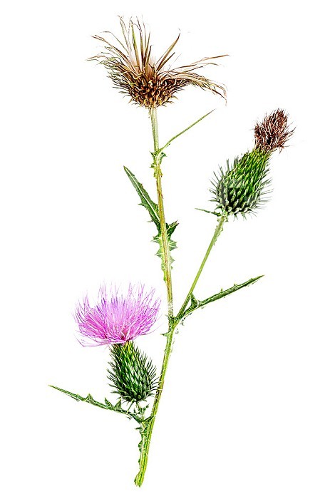 Milk thistle is a species of flowering plant in the Asteraceae family, the only known representative of the Silybum genus, mainly used for liver disorders.