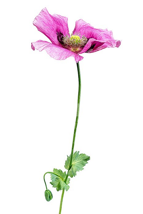 Poppy flower on white background.