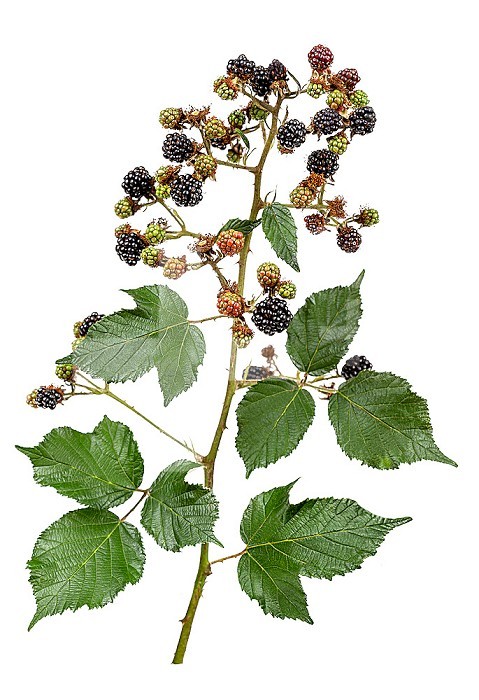The blackberry is the fruit of the bramble, here fresh blackberries on the stem of a bramble.