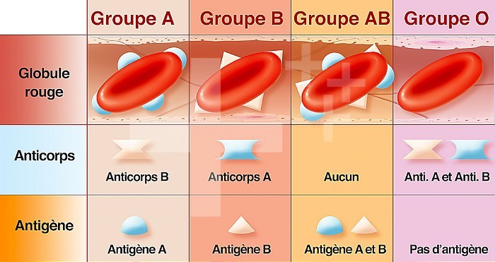 Blood groups. Representation in tabular form of the different blood groups of the antibodies and antigens corresponding to each group. Note that for groups O we have all the antibodies and no antigen.