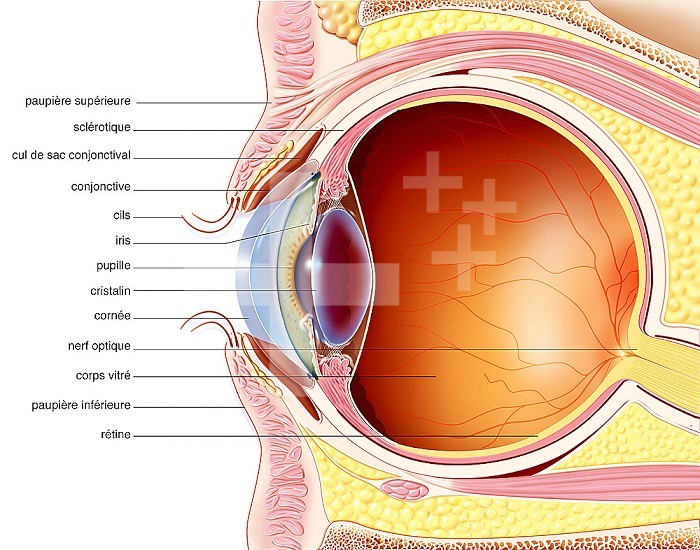 The eyelids. Representation in median sagittal section of the eye and the eyelid with highlighting of their structures. On the upper eyelid, from left to right: the orbicularis muscle, the Meibomian gland (in yellow), the levator muscle of the eyelid, the conjunctiva. On the lower eyelid: the Meibomian gland, the conjunctiva.