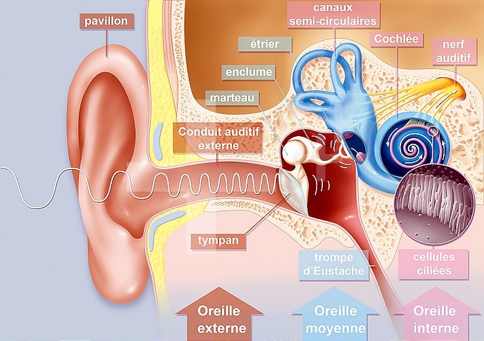 The path of sound in the ear. Representation of the path of sound in the ear. The sound wave picked up by the pinna of the ear penetrates the auditory canal, vibrates the eardrum which vibrates the ossicles (hammer, anvil, stirrup). The vibrations of the stapes vibrate the membrane of the oval window which generates hydraulic waves in the perilymph of the cochlea, which exerts pressures of the endolymph inside the cochlear canal, displacing the basilar membrane, dragging the cells cilia that move against the tectorial membrane producing nerve impulses in the cochlear nerve fibers. This nerve impulse travels through the auditory nerve, then from neuron to neuron via the spinal cord to the auditory area of the brain which analyzes the data.