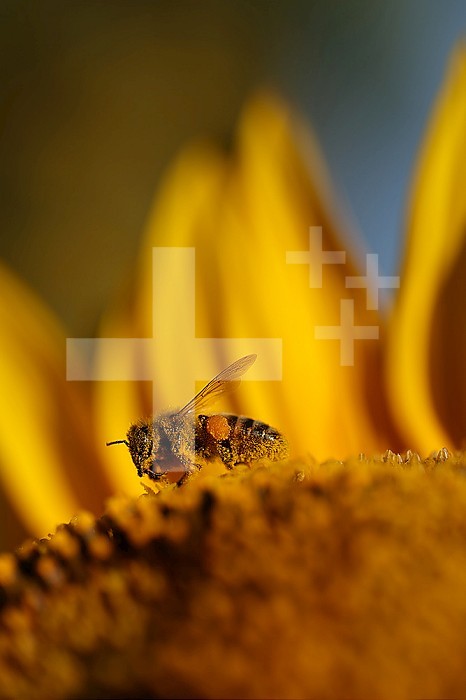 Honey bee (Apis mellifera) foraging on a sunflower.