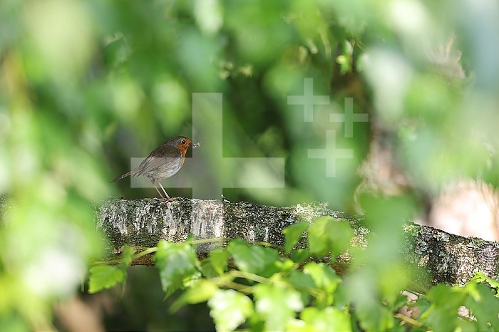 European Robin (Erithacus rubecula) holding an insect in its beak.