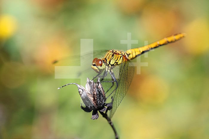 Dragonfly, golden yellow sympetrum or sympetrum flaveola, on a plant.