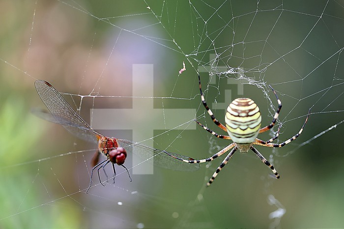 Blood-red sympetrum (Sympetrum sanguineum) caught in a garden spider web, argiope.