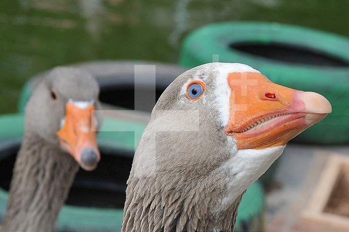 Profile of a greylag goose.