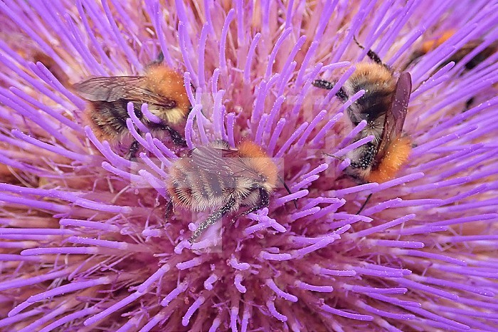 Bee and pollination