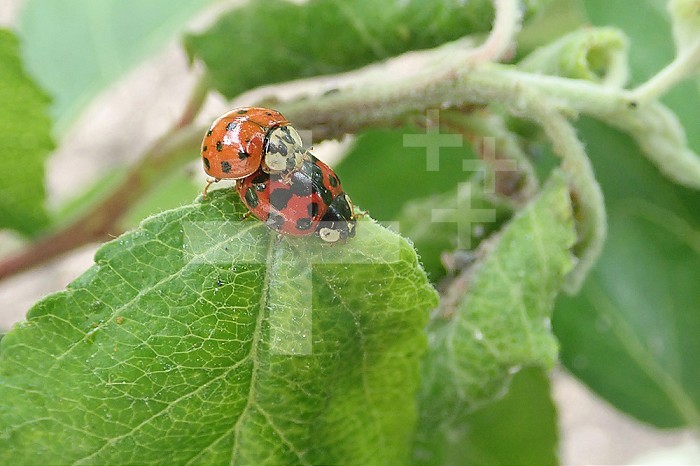 Reproduction in ladybugs