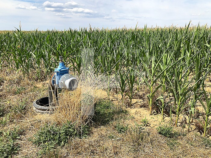 Drought in Hauts-de-France. Cereals, in lack of water, cannot develop normally. Irrigation equipment exists but its use is restricted by regulations.