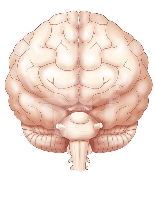 Anterior view of the brain with the two cerebral hemispheres, the cerebellum and the beginning of the brainstem.