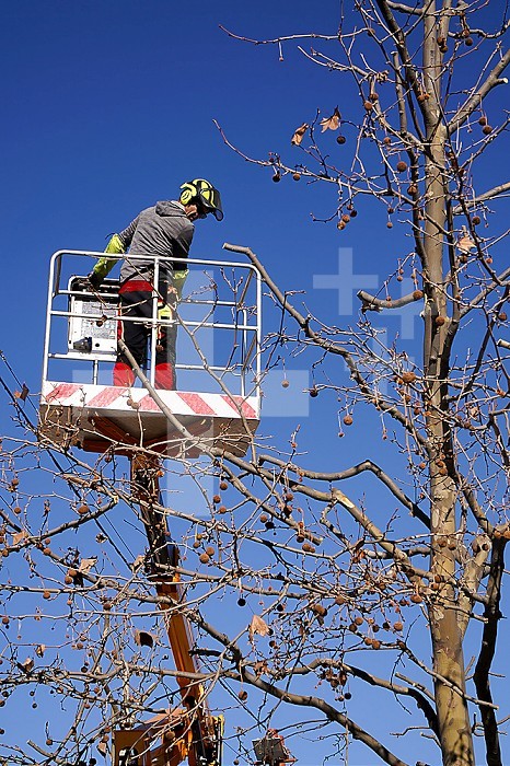 Disabled workers during green space maintenance workshops. These workers are part of an ESAT (Work Assistance Establishment and Service). Pruning of the trees .