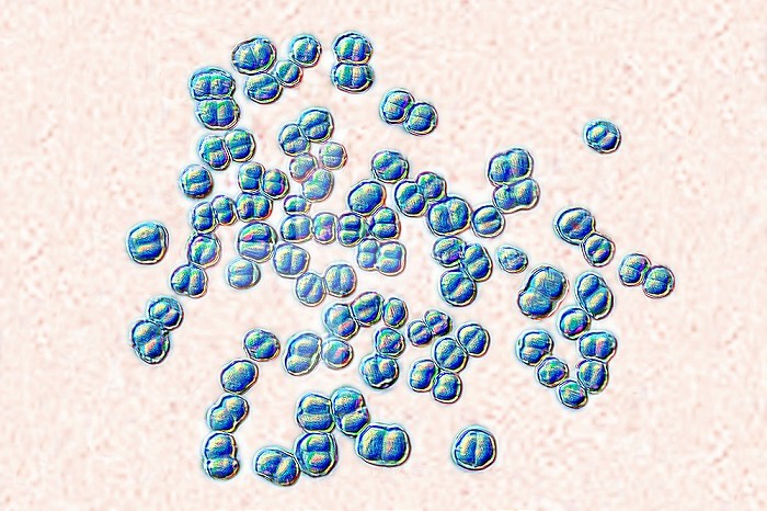 Meningococcus or meningococcal disease or Neisseria meningitidis, is a bacteria involved in meningitis. These bacteria are the cause of mild pharyngitis and only one person in approximately 400 becomes the victim of a serious meningococcal infection, most often in the form of acute purulent meningitis. Image produced from optical microscopy.