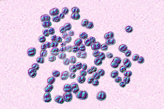 Meningococcus or meningococcal disease or Neisseria meningitidis, is a bacteria involved in meningitis. These bacteria are the cause of mild pharyngitis and only one person in approximately 400 becomes the victim of a serious meningococcal infection, most often in the form of acute purulent meningitis. Image produced from optical microscopy.