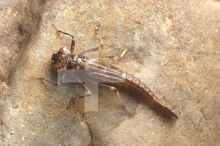 Damselfly larva that has climbed out on a rock prior to hatching, 22 mm overall length.