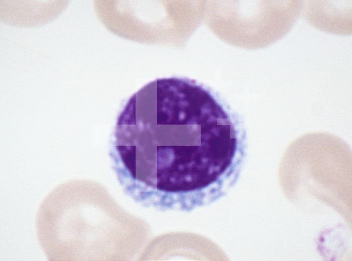 Human lymphocyte white blood cell. LM X800