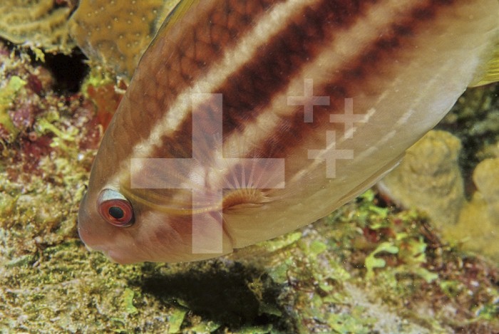 Head of a juvenile Princess Parrotfish feeding (Scarus taeniopterus), Family Scaridae, Caribbean
