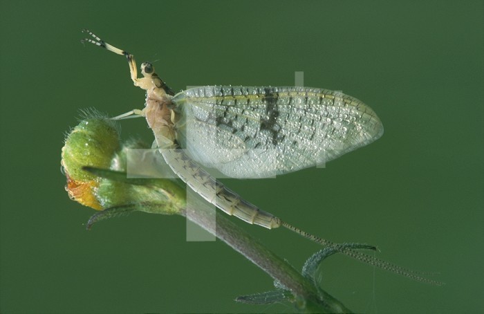 Mayfly on a Buttercup flower bud, Vermont, USA