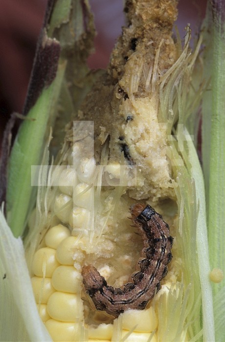 Corn Earworm (Helicoverpa zea) consuming Corn kernels in a cob.