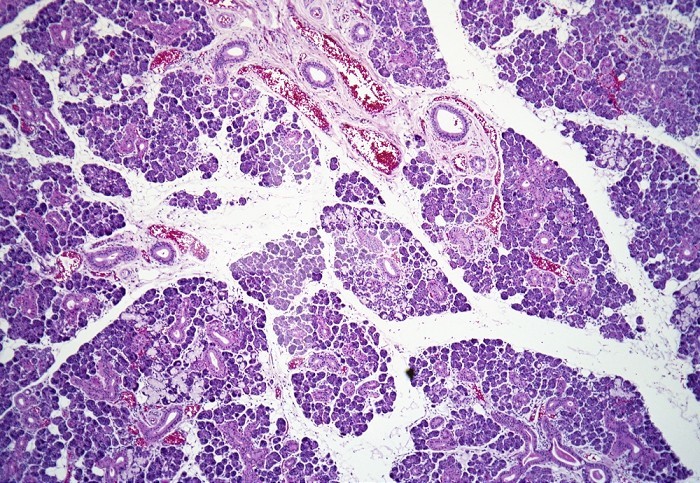 Human submaxillary salivary gland composed of a mixture of darker serous and lighter mucous glands. H&E stain, LM X10
