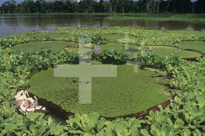 Amazon or Giant Water Lilies (Victoria amazonica) and other aquatic plants such as Water Lettuce and Water Hyacinth.