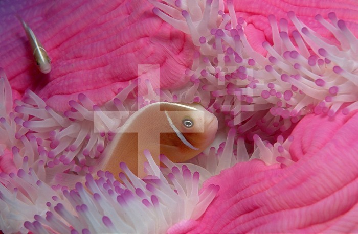 Pink Anemonefish (Amphiprion perideraion) in a Sea Anemone