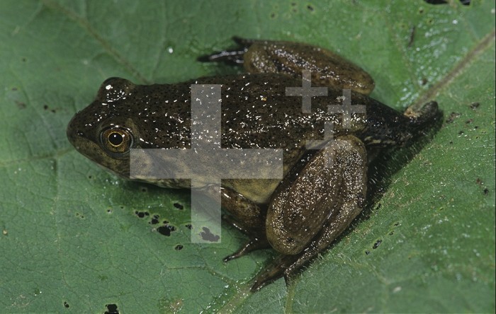 North American Bullfrog (Rana catesbeiana) late metamorphosis, losing its tail.