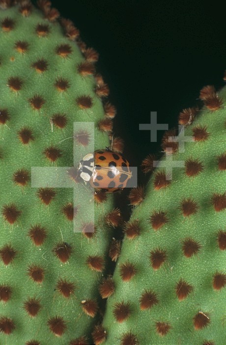 Asian Ladybug (Harmonia axyridis) on cactus.