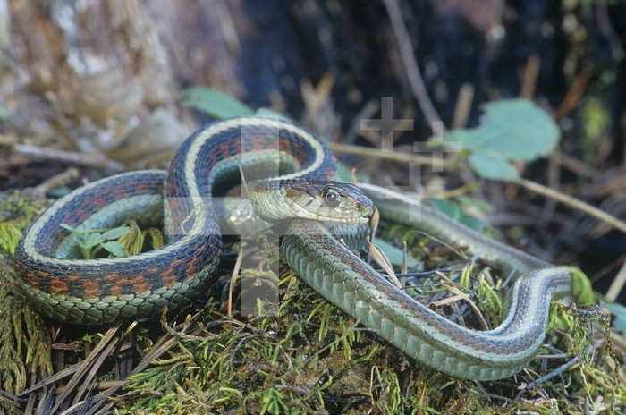 Female California Red-sided Garter Snake (Thamnophis sirtalis infernalis), California, USA.