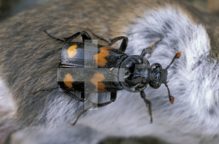 Sexton Beetle (Nicrophorus) on a dead mouse, Ohio.