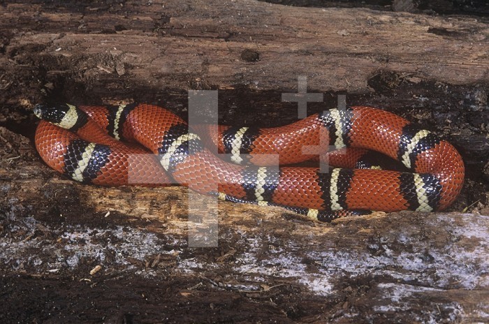 Sinaloan Milk Snake (Lampropeltis triangulum sinaloae), Southern Mexico.