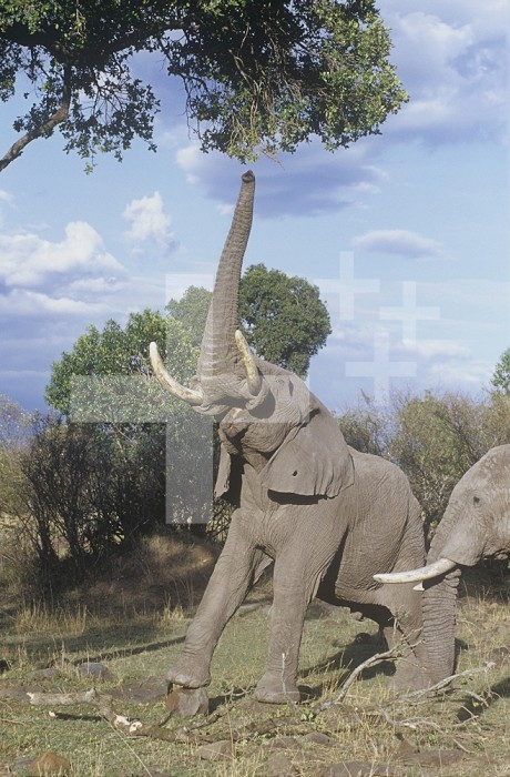 African Bush Elephant (Loxodonta africana) Masai Mara Game Reserve, Kenya.