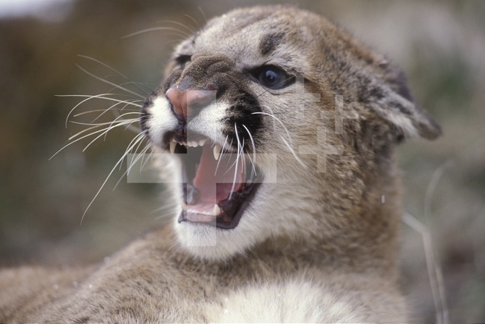 Juvenile female Mountain Lion (Felis Concolor) snarling. Range from North America, Canada south to South America, Captive, Montana, USA.