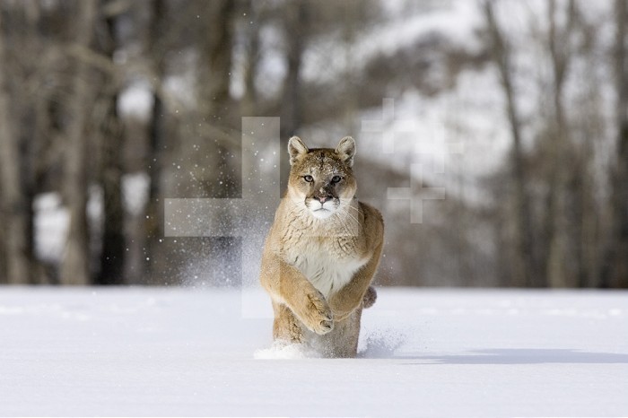 Mountain Lion (Felis concolor), running in the snow, North America.