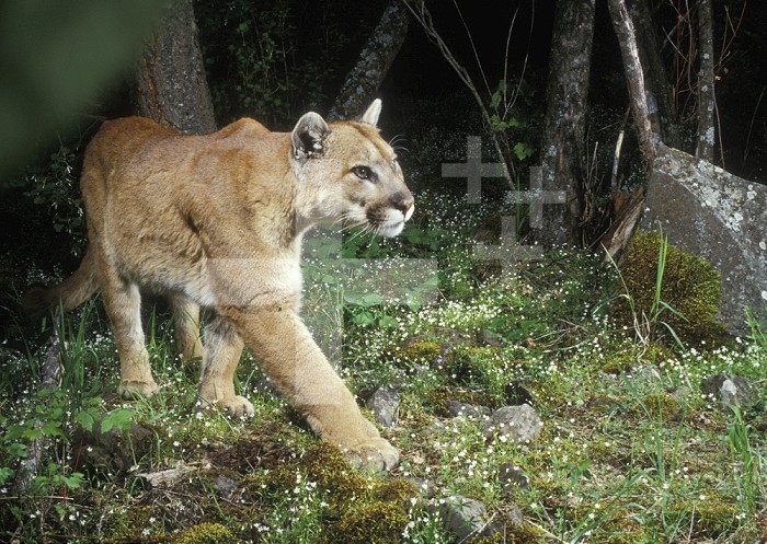 A Wild Cougar at night in a small canyon draw, Zumwalt Praire, Oregon.