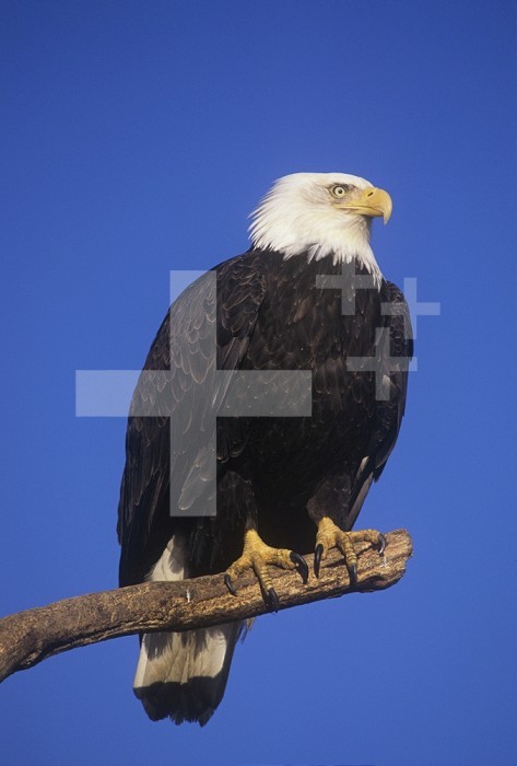 Bald Eagle (Haliaeetus leucocephalus), North America.