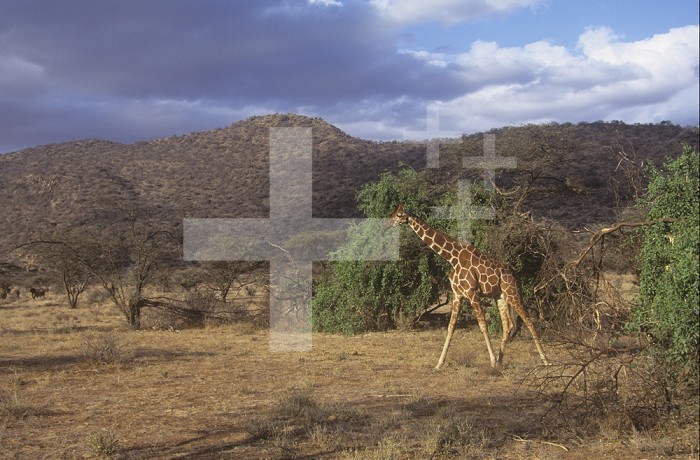 Reticulated Giraffe (Giraffa camelopardalis reticulata), Samburu National Reserve, Kenya.
