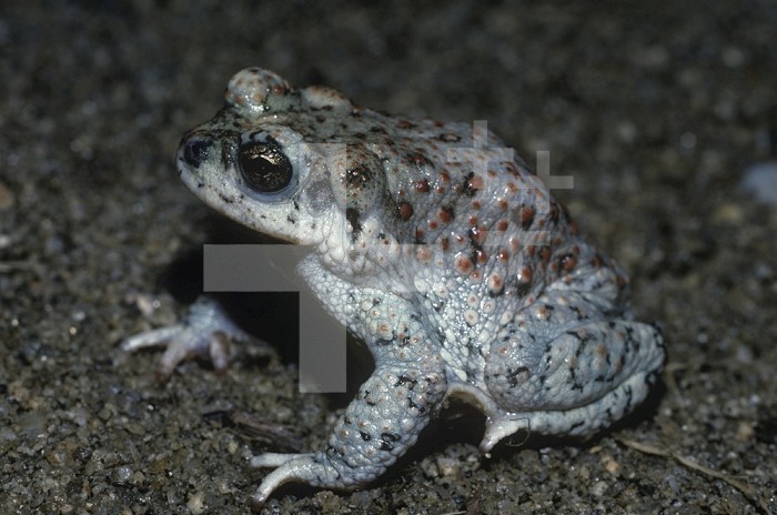 Red-spotted Toad (Bufo punctatus), Southwestern USA.