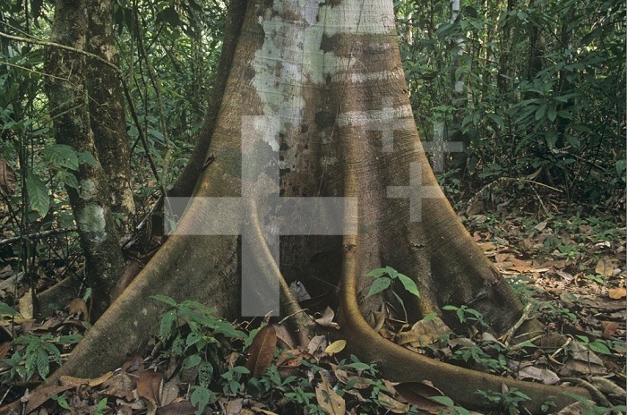The buttress roots of a tropical rainforest tree provide support for the large tree because the roots are shallow due to the minimal depth of the nutrient layer in the soil. Corcovado National Park, Costa Rica.