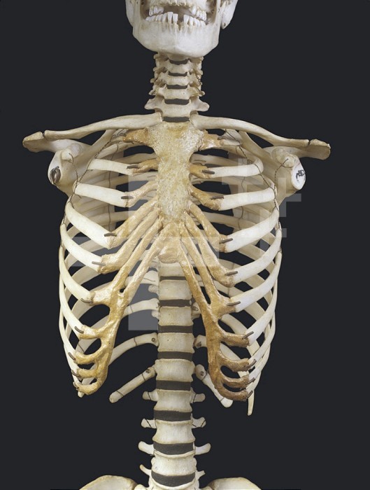 Human sternum, ribs, vertebrae, and clavicle, anterior view.