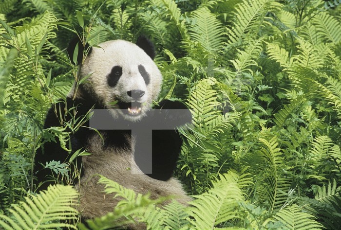Giant Panda (Ailuropoda melanoleuca) eating bamboo, Welong Nature Reserve, Sichuan, China.