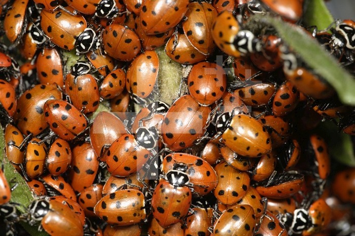 A cluster of Convergent Lady Beetles (Hippodamia convergens).