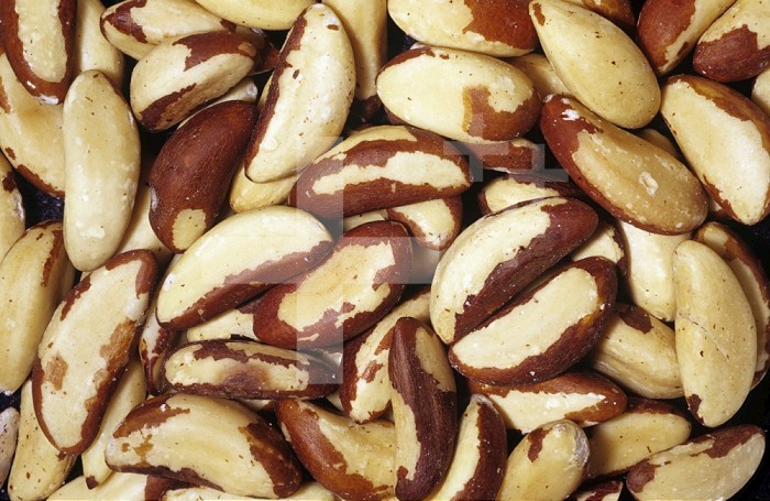 Raw shelled Brazil Nuts (Bertholettia excelsa). Native to the Amazon River Basin.