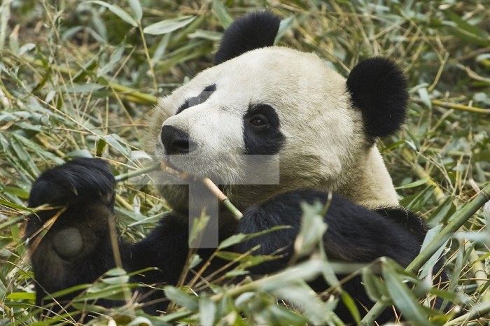 Giant Panda (Ailuropoda melanoleuca) Wolong Nature Preserve, China.