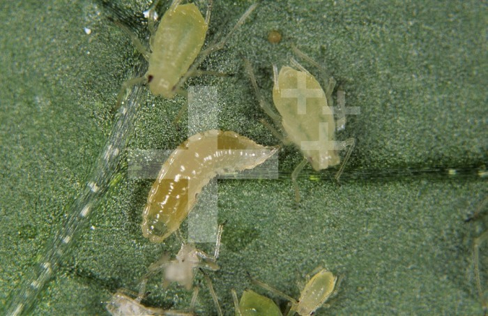 Predatory Midge (Aphidoletes aphidimyza) larva preying on a Green Peach Aphid (Myzus persicae).