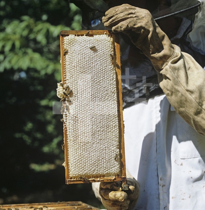 Beekeeper holding a shallow frame of capped honeycomb from a Honey Bee hive.